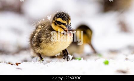 Eine Mutter Mallard Duck und ihre winzigen Stockenten Enten geboren sehr früh im Februar. Kampf gegen die Kälte in Schneegestöber, um Nahrung und Wärme zu finden. Stockfoto