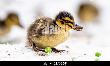 Eine Mutter Mallard Duck und ihre winzigen Stockenten Enten geboren sehr früh im Februar. Kampf gegen die Kälte in Schneegestöber, um Nahrung und Wärme zu finden. Stockfoto