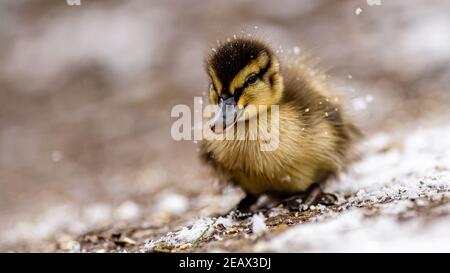 Eine Mutter Mallard Duck und ihre winzigen Stockenten Enten geboren sehr früh im Februar. Kampf gegen die Kälte in Schneegestöber, um Nahrung und Wärme zu finden. Stockfoto