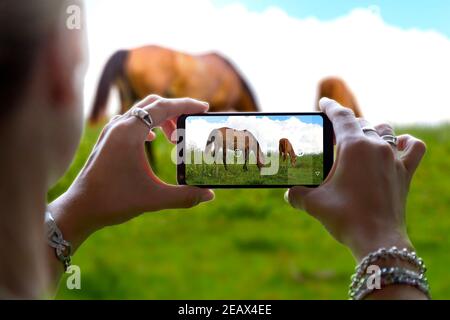 Frau fotografiert mit ihrem Telefon zwei Pferde in einer Landschaft. Fotokamera eines Smartphones. Stockfoto