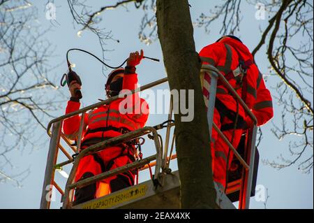 Aylesbury Vale, Buckinghamshire, Großbritannien. 10th. Februar 2021. Ökologen arbeiten im Namen von HS2 Ltd waren hoch oben in den Buchen heute tun Fledermausuntersuchungen in Jones Hill Wood. Die Ökologen stellten Endoskope mit Lichtern auf sie in potenzielle Fledermausquartiere, die alle schlafenden Fledermäuse gestört haben könnten. Sehr seltene Barbaren Fledermäuse werden geglaubt, um in diesem Wald zu brüten. HS2 plant, einen großen Teil dieses alten Waldgebietes für die umstrittene Hochgeschwindigkeitsstrecke von London nach Birmingham zu zerstören. Quelle: Maureen McLean/Alamy Live News Stockfoto