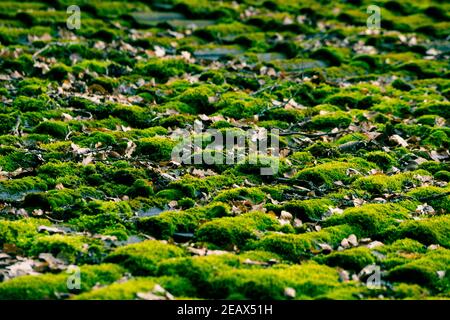 Nahaufnahme der Holzfassade eines bedeckten Häuschens Mit Moos Stockfoto