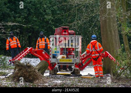 Aylesbury Vale, Buckinghamshire, Großbritannien. 10th. Februar 2021. Ein Kirschpflücker sieht in dem schönen Wald fremd aus. Ökologen arbeiten im Auftrag von HS2 Ltd wurden Fledermausuntersuchungen in Jones Hill Wood heute tun. Die Ökologen stellten Endoskope in potenzielle Fledermausquartiere, die alle schlafenden Fledermäuse gestört haben könnten. Sehr seltene Barbaren Fledermäuse werden geglaubt, um in diesem Wald zu brüten. HS2 plant, einen großen Teil dieses alten Waldgebietes für die umstrittene Hochgeschwindigkeitsstrecke von London nach Birmingham zu zerstören. Quelle: Maureen McLean/Alamy Live News Stockfoto