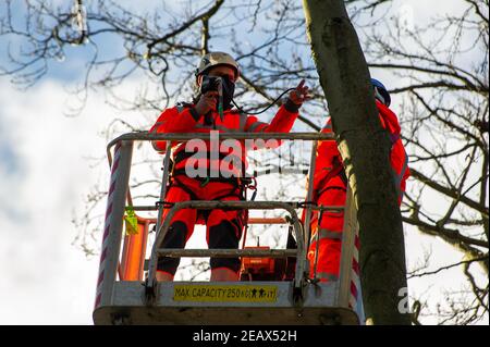 Aylesbury Vale, Buckinghamshire, Großbritannien. 10th. Februar 2021. Ökologen arbeiten im Namen von HS2 Ltd waren hoch oben in den Buchen heute tun Fledermausuntersuchungen in Jones Hill Wood. Die Ökologen stellten Endoskope mit Lichtern auf sie in potenzielle Fledermausquartiere, die alle schlafenden Fledermäuse gestört haben könnten. Sehr seltene Barbaren Fledermäuse werden geglaubt, um in diesem Wald zu brüten. HS2 plant, einen großen Teil dieses alten Waldgebietes für die umstrittene Hochgeschwindigkeitsstrecke von London nach Birmingham zu zerstören. Quelle: Maureen McLean/Alamy Live News Stockfoto