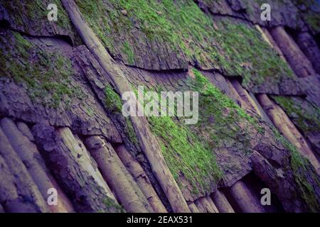 Nahaufnahme der Holzfassade einer bedeckten Baumwolle Mit Moos Stockfoto