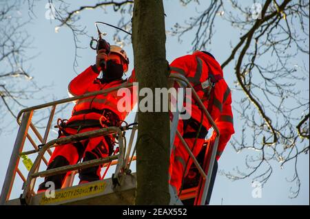 Aylesbury Vale, Buckinghamshire, Großbritannien. 10th. Februar 2021. Ökologen arbeiten im Namen von HS2 Ltd waren hoch oben in den Buchen heute tun Fledermausuntersuchungen in Jones Hill Wood. Die Ökologen stellten Endoskope mit Lichtern auf sie in potenzielle Fledermausquartiere, die alle schlafenden Fledermäuse gestört haben könnten. Sehr seltene Barbaren Fledermäuse werden geglaubt, um in diesem Wald zu brüten. HS2 plant, einen großen Teil dieses alten Waldgebietes für die umstrittene Hochgeschwindigkeitsstrecke von London nach Birmingham zu zerstören. Quelle: Maureen McLean/Alamy Live News Stockfoto