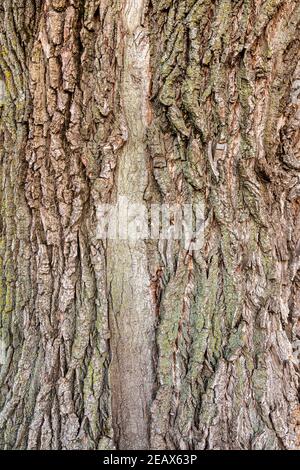 Eastern Cottonwood Tree Bark (Populus deltoides), E USA, von Dominique Braud/Dembinsky Photo Assoc Stockfoto