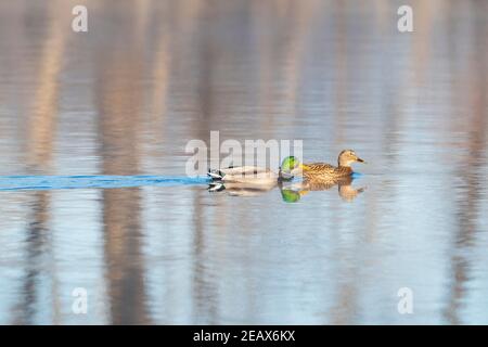 Paar Mallard Enten, (Anas platyrhynchos). Mississippi River, MN, USA, von Dominique Braud/Dembinsky Photo Assoc Stockfoto