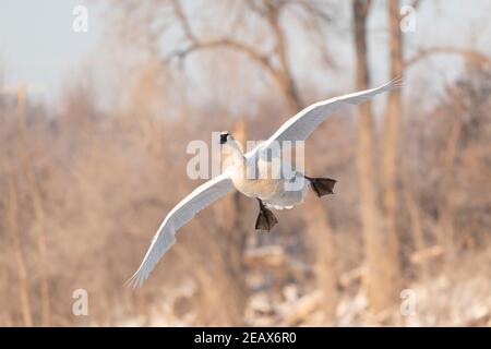 Trompeter Schwan (Cygnus buccinator) Landung auf St. Croix River, WI, USA, von Dominique Braud/Dembinsky Photo Assoc Stockfoto