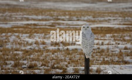 Schneeeule Stockfoto