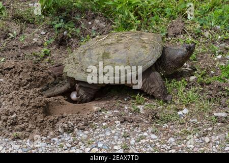 Eine große schnappende Schildkröte, die Eier in einem Nest auf einer Schotterstraße legte, die sie mit ihren Hinterbeinen grub. Stockfoto