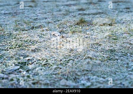 Raureif auf gefrorenem Boden und grünem Gras mit Sonnenlicht, das in den frühen Morgenstunden darauf scheint. Nahaufnahme einer Wiese im Winter Stockfoto