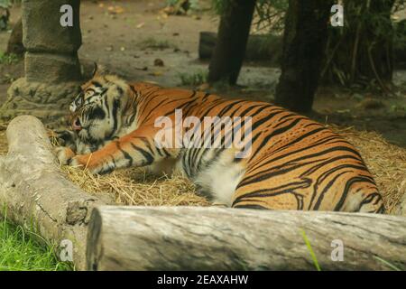 Der Sumatra-Tiger liegt und entspannt auf dem Gras durch einen Baumstamm. Tiher hat viel Vergnügen im ZOO Park Stockfoto