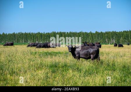 Herde Kühe grast auf einer grünen Wiese. Sommer sonnigen Tag. Nahaufnahme im Hochformat. Stockfoto