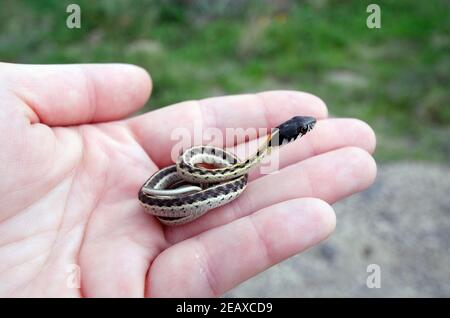 Schwarzhalsnatter (Thamnophis crytopsis) Neugeborene in der Hand Stockfoto