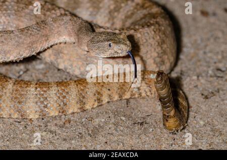 Tiger-Klapperschlange (Crotalus Tigris) Stockfoto