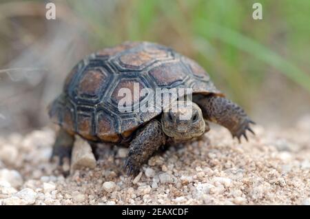 Wüstenschildkröte (Gopherus agassizii) Stockfoto