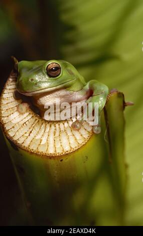 GRÜNER BAUMFROSCH (LITORIA SP) AUF EINEM PFLANZENSTIEL SITZEND. Stockfoto