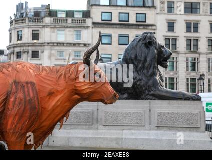 London, Großbritannien. Februar 2021, 10th. Eine Ox-Statue, die vor dem chinesischen Neujahr auf dem Trafalgar Square in London zu sehen ist, das Jahr des Ochsen wird. Kredit: SOPA Images Limited/Alamy Live Nachrichten Stockfoto