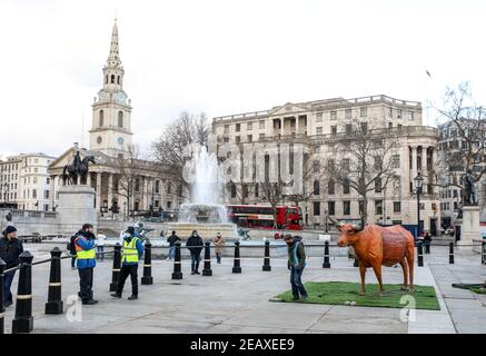 London, Großbritannien. Februar 2021, 10th. Eine Ox-Statue, die vor dem chinesischen Neujahr auf dem Trafalgar Square in London zu sehen ist, das Jahr des Ochsen wird. Kredit: SOPA Images Limited/Alamy Live Nachrichten Stockfoto