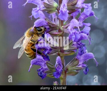 Nahaufnahme einer Honigbiene auf einer Lavendelblüte Stockfoto