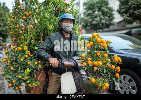 Hanoi, Vietnam. Februar 2021, 07th. Ein Mann lächelt, als er Kumquatbäume auf seinem Moped durch die Stadt transportiert. Der Hintergrund ist der Brauch, Häuser mit Kumquat-Bäumen und Pfirsichblütenzweigen für die Feiertage zu dekorieren. Das Lunar New Year Festival, genannt "Tet" in Vietnam, findet an diesem Freitag, 12. Februar 2021 statt. (To dpa Grün im Gepäck: 'Traveling forests' in Vietnam vor dem Mondneujahr) Credit: Chris Humphrey/-/dpa/Alamy Live News Stockfoto