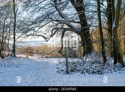 Cotswold Fußweg durch den Wald im januar Schnee. In Der Nähe Von Chipping Norton, Cotswolds, Oxfordshire, England Stockfoto