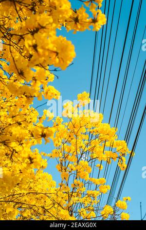Gelbe Blumen gegen blauen Himmel im Sommer, Sommerblumen Hintergrund, Talg Pui Stockfoto