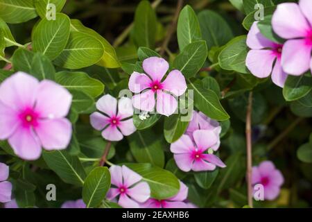 Catharanthus roseus Blumen, allgemein bekannt als helle Augen, Cape periwinkle, die eine Zierpflanze und Heilpflanze ist. Stockfoto
