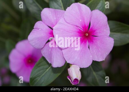 Catharanthus roseus Blume, allgemein bekannt als Bright Eyes, Cape periwinkle, die eine Art der blühenden Pflanze in der Familie Apocynaceae ist. Stockfoto