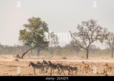 Eine Herde Burchells Zebra Equus quagga burchellii im Hwange National Park in Simbabwe gesehen. Stockfoto