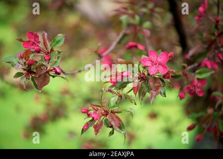 Blühenden Paradies Apfel Baum Knospen. Wunderbaren natürlichen Hintergrund mit rosa Blüten auf einem Ast. Stockfoto