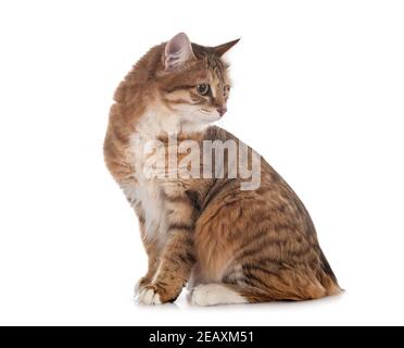 Junge Kurilian Bobtail vor weißem Hintergrund Stockfoto