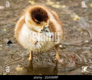 Eine junge ägyptische Gänse (Alopochen aegyptiaca), die im flachen Wasser auf Hampstead Heath, London, Großbritannien, steht. Stockfoto