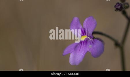 Makro der rosa Blume der Korkenzieherpflanze Genlisea flexuosa mit Copyspace, aufgenommen in natürlichem Lebensraum in der Nähe von Gouveia in Minas Gerais, Brasilien Stockfoto