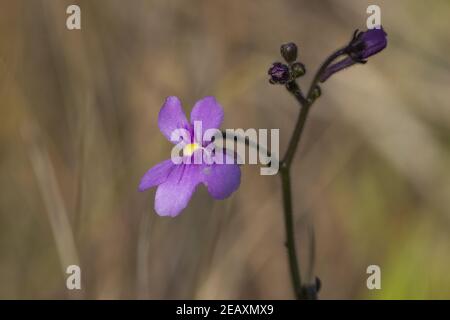 Makro von Genlisea flexuosa, einer rosa blühenden Korkenzauhpflanze, die in einem natürlichen Lebensraum in der Nähe von Gouveia in Minas Gerais, Brasilien, zu sehen ist Stockfoto