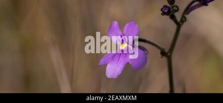 Makro der rosa Blume der Korkenzieherpflanze Genlisea flexuosa mit Copyspace, aufgenommen in natürlichem Lebensraum in der Nähe von Gouveia in Minas Gerais, Brasilien Stockfoto