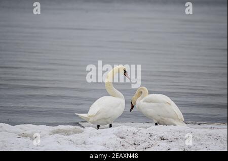 Im Winter ruhten auf der gefrorenen Küste ein paar weiße Schwäne. Stockfoto