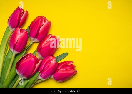 Rote Tulpen auf gelbem Hintergrund Anordnung Draufsicht flach legen Stockfoto