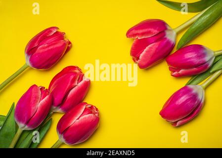 Rote Tulpen auf gelbem Hintergrund Anordnung Draufsicht flach legen Stockfoto