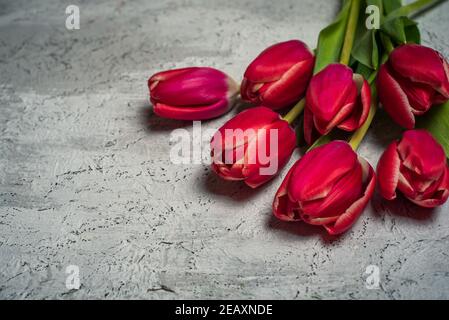 Rote Tulpenblüten auf grauem Hintergrund mit Kopierraum Stockfoto