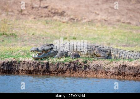 Ein großes Nilkrokodil, Crocodylus niloticus, das sich im Mana Pools National Park in Simbabwe aus dem Wasser sonnen kann. Stockfoto