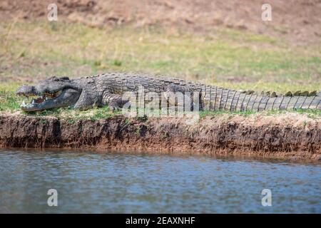 Ein großes Nilkrokodil, Crocodylus niloticus, das sich im Mana Pools National Park in Simbabwe aus dem Wasser sonnen kann. Stockfoto