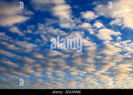 Weiße Cumulus Wolken schweben auf blauem Himmel für Kulissen Konzept. Schöne ungewöhnliche Regenwolken bei Sonnenuntergang. Landschaftshintergrund, Klimawandel. Bewölkt Stockfoto