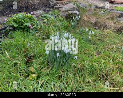 Gruppe von Winter blühende weiße Schneeglöckchen (Galanthus) wächst auf einer grasbewachsenen Bank in einem Country Cottage Garden in Rural Devon, England, Großbritannien Stockfoto