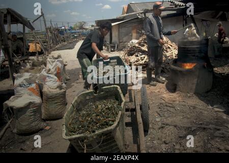 Ein Arbeiter, der grüne Muscheln in einem Produktionsgebiet in Kamal Muara transportiert, einem Fischerdorf an der Küste von Jakarta, Indonesien. Stockfoto