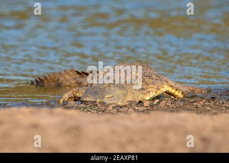 Ein großes Nilkrokodil, Crocodylus niloticus, das sich im Mana Pools National Park in Simbabwe aus dem Wasser sonnen kann. Stockfoto