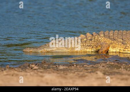 Ein großes Nilkrokodil, Crocodylus niloticus, das sich im Mana Pools National Park in Simbabwe aus dem Wasser sonnen kann. Stockfoto