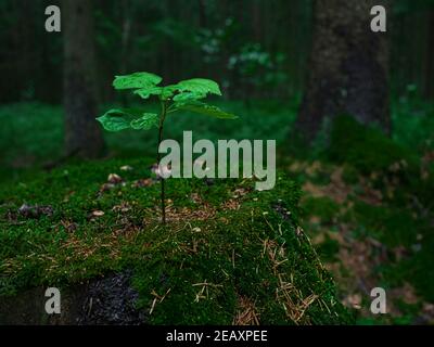 Ein junger Baum Flucht wuchs aus einem alten Stumpf gegen Ein grüner Wald Stockfoto