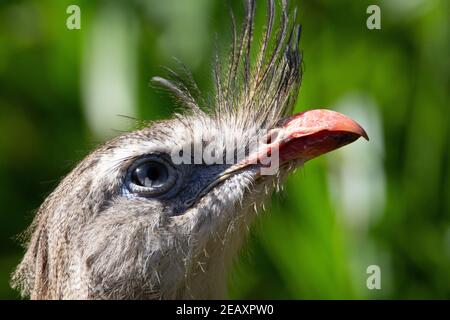 Crested Screamer (Chauna torquata) Kopfschuss eines Kreischvogels mit erhobenem Kopf Und einen natürlichen blassgrünen Hintergrund Stockfoto